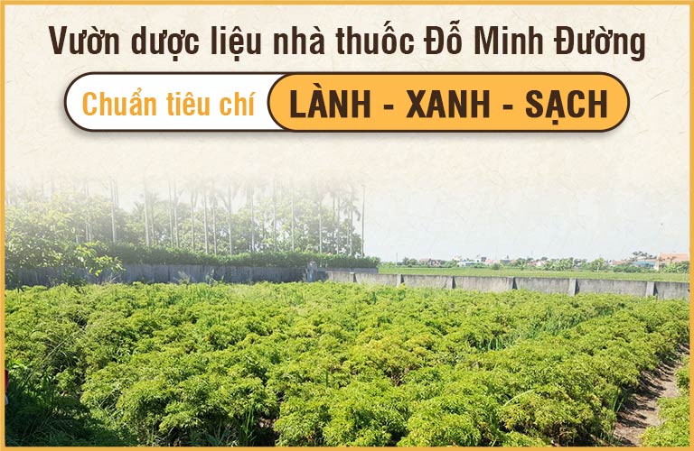 Nhà thuốc Đỗ Minh Đường có vườn dược liệu sạch